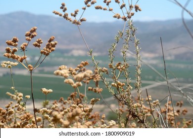 Wine Valley Landscape In Baja California