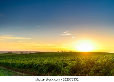 Wine Valley At Sunset At Barossa, South Australia