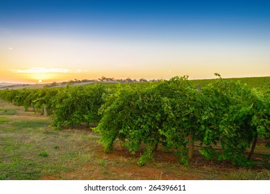 Wine Valley At Sunset At Barossa, South Australia