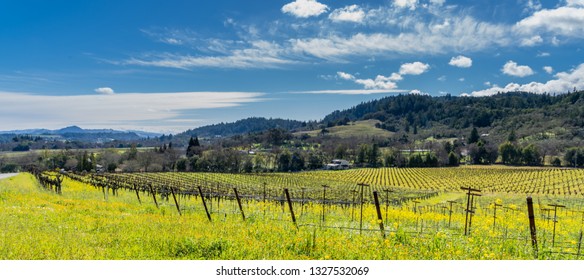 Wine Vineyard In Sonoma County.