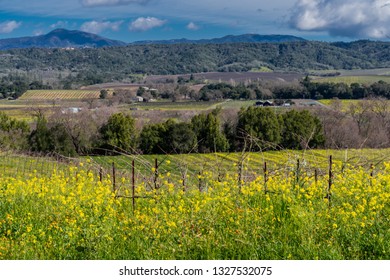 Wine Vineyard In Sonoma County.