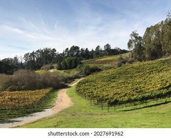 Wine Vineyard in Watsonville, California - Shutterstock ID 2027691962