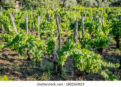 Wine Vineyards In The Mount Etna In Sicily 