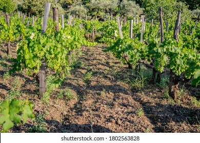 Wine Vineyards In The Mount Etna In Sicily 