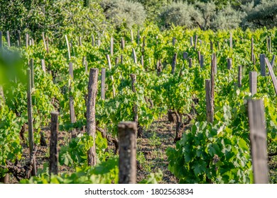 Wine Vineyards In The Mount Etna In Sicily 