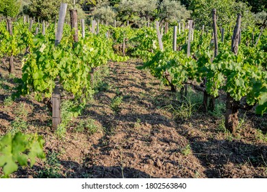 Wine Vineyards In The Mount Etna In Sicily 