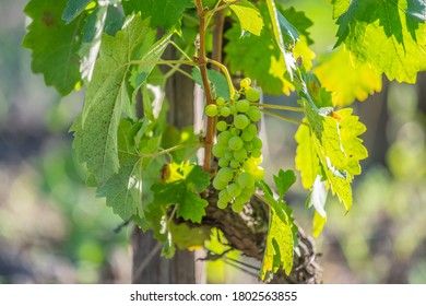 Wine Vineyards In The Mount Etna In Sicily 