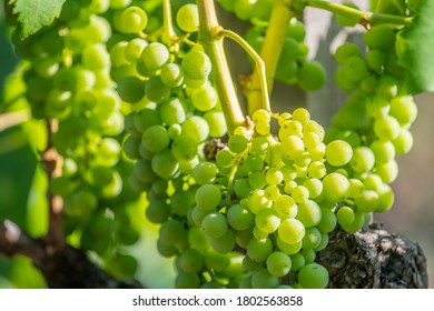 Wine Vineyards In The Mount Etna In Sicily 