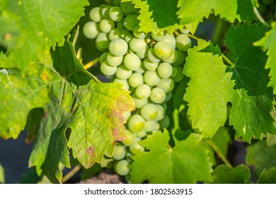 Wine Vineyards In The Mount Etna In Sicily 