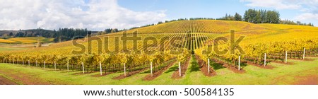 Wine Vineyards, Rows, Trellis and Sky in Autumn Panoramic