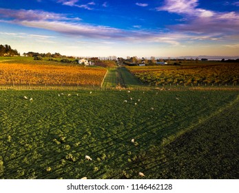 Wine And Wineyards