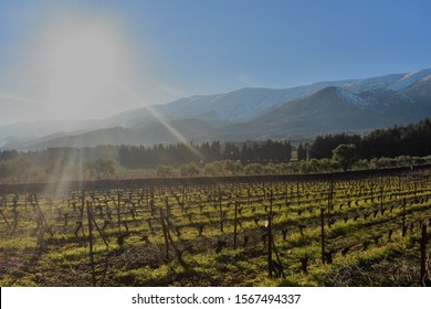 Wine Yard In The Bekaa Valeey In Lebanon