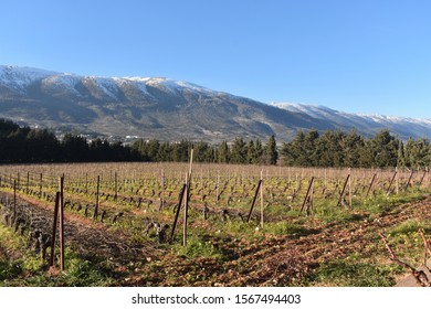 Wine Yard In The Bekaa Valeey In Lebanon