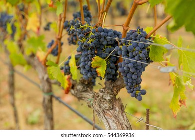 Wine Yard In Chianti (Tuscany, Europe)