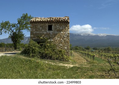 Wine Yard At Mont Ventoux, Provence, France