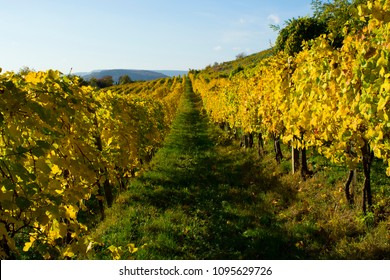 Wine Yard With Yellow Leaves After Harvest