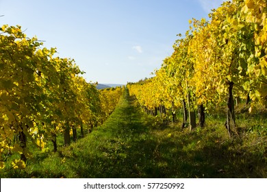 Wine Yard Yellow Leaves After Harvest Stock Photo 597884132 | Shutterstock