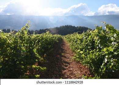 Wine Yards In Lebanon