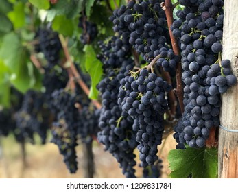 Winegrapes in Dernau