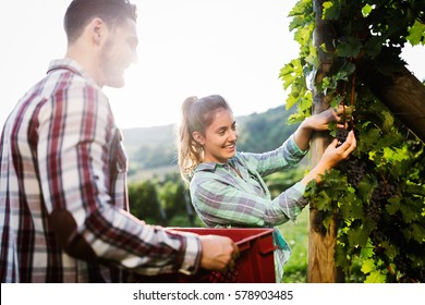 Winegrower couple harvesting grapes in vineyard to make wine - Powered by Shutterstock