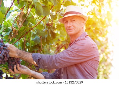 19,311 Vineyard worker Images, Stock Photos & Vectors | Shutterstock