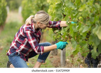 Winegrower Woman Harvesting