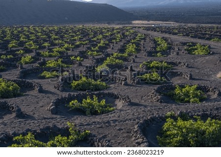 Winegrowing area of La Geria. Wine-growing landscape. Vines. Planting holes to protect the vines. Black soil. Wine cellars. Arid landscape. Lanzarote, Canary Islands, Spain
