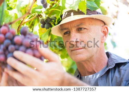 Winemaker man in straw hat examining grapes during vintage. Traditional winery culture and winemaker business. Adult vintner checking wine grapes in vineyard. Harvest time in winery industry