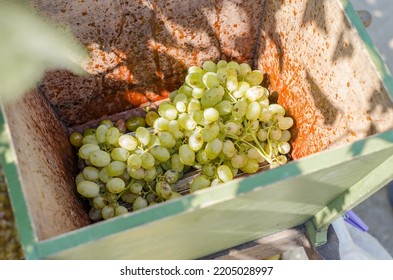 Winemaking Process. Crusher For Crushing Grapes At Home.