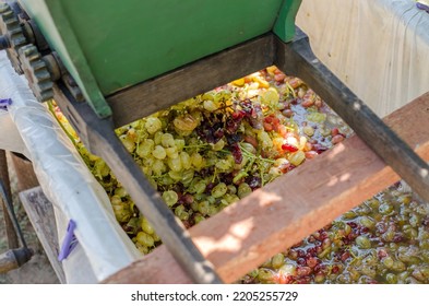 Winemaking Process. Crusher For Crushing Grapes At Home.