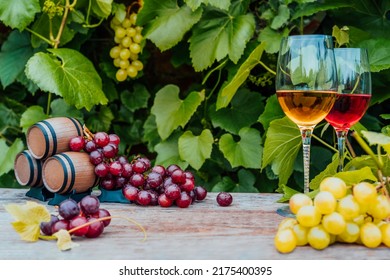 Winery concept. Glasses of white and red wine with miniature wine barrels on the wooden table with grape berries on background of vineyards. Wine tasting, Degustation. Selective focus, copy space.