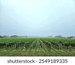 Winery grape rows on an overcast rainy day