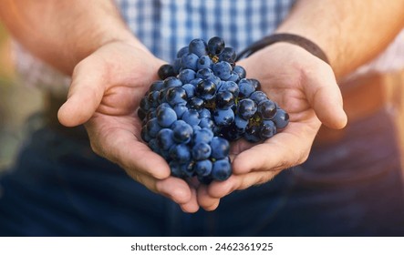 Winery, grapes and hands of winemaker in outdoor for harvest, growth or agriculture in vineyard. Lens flare, fruit and man with produce for wine making, viticulture or farming in Napa Valley - Powered by Shutterstock