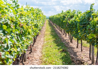 Winery At Niagara Falls In Canada