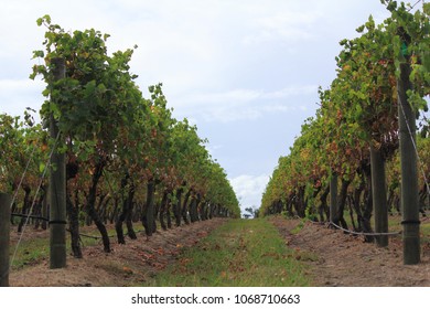 Winery In Victoria, Australia