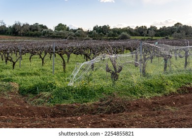 Winery and vineyard cultivation in the Mallorcan town of Felanitx, on a sunny winter morning. Spain - Shutterstock ID 2254855821