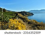 Winery vineyard overlooking Okanagan Lake located on the Naramata Bench situated in Naramata and Penticton, British Columbia, Canada. 