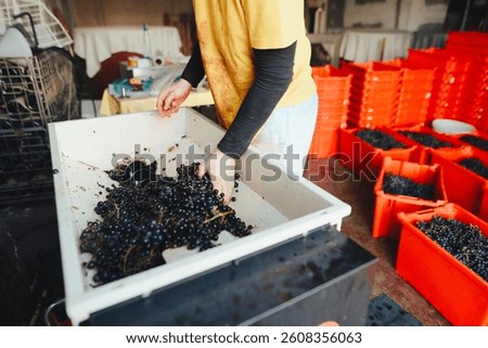 Winery worker selecting grapes before crush and press them.