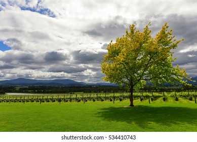 Winery At Yarra Valley In Victoria, Australia