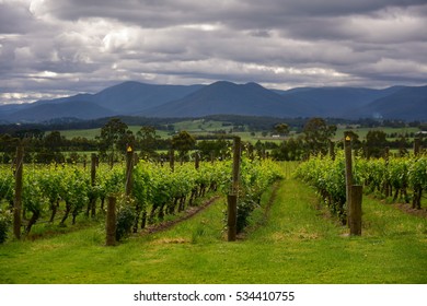 Winery At Yarra Valley In Victoria, Australia