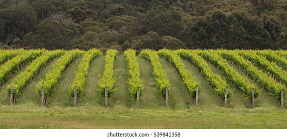 Wineyard In Australia