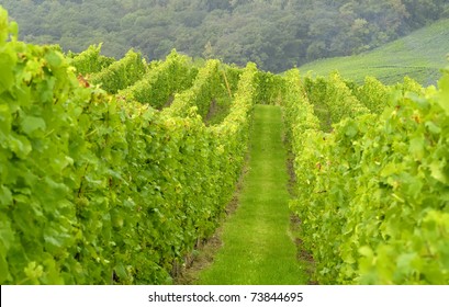 Wineyard In The East Of France
