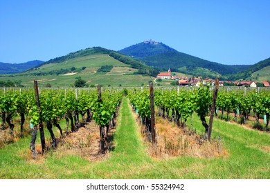 Wineyard In France