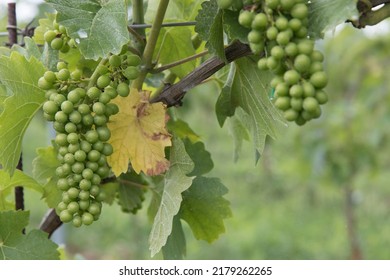 Wineyard In Italy, Grapes Are Visible In A Field With No People.
