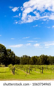 Wineyard And Sky From Hunter Valley, Australia