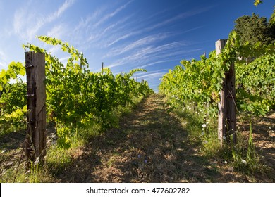 Wineyard In The Tuscany