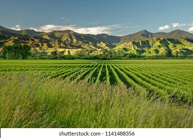 Wineyard, winery New Zealand, typical Marlborough landscape with wineyards and roads, hills and mountains. - Shutterstock ID 1141488356