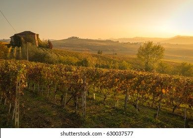 Wineyards In Barolo