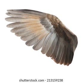 Wing Stock Photo 213159238 | Shutterstock