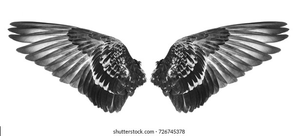 Wing Of Bird